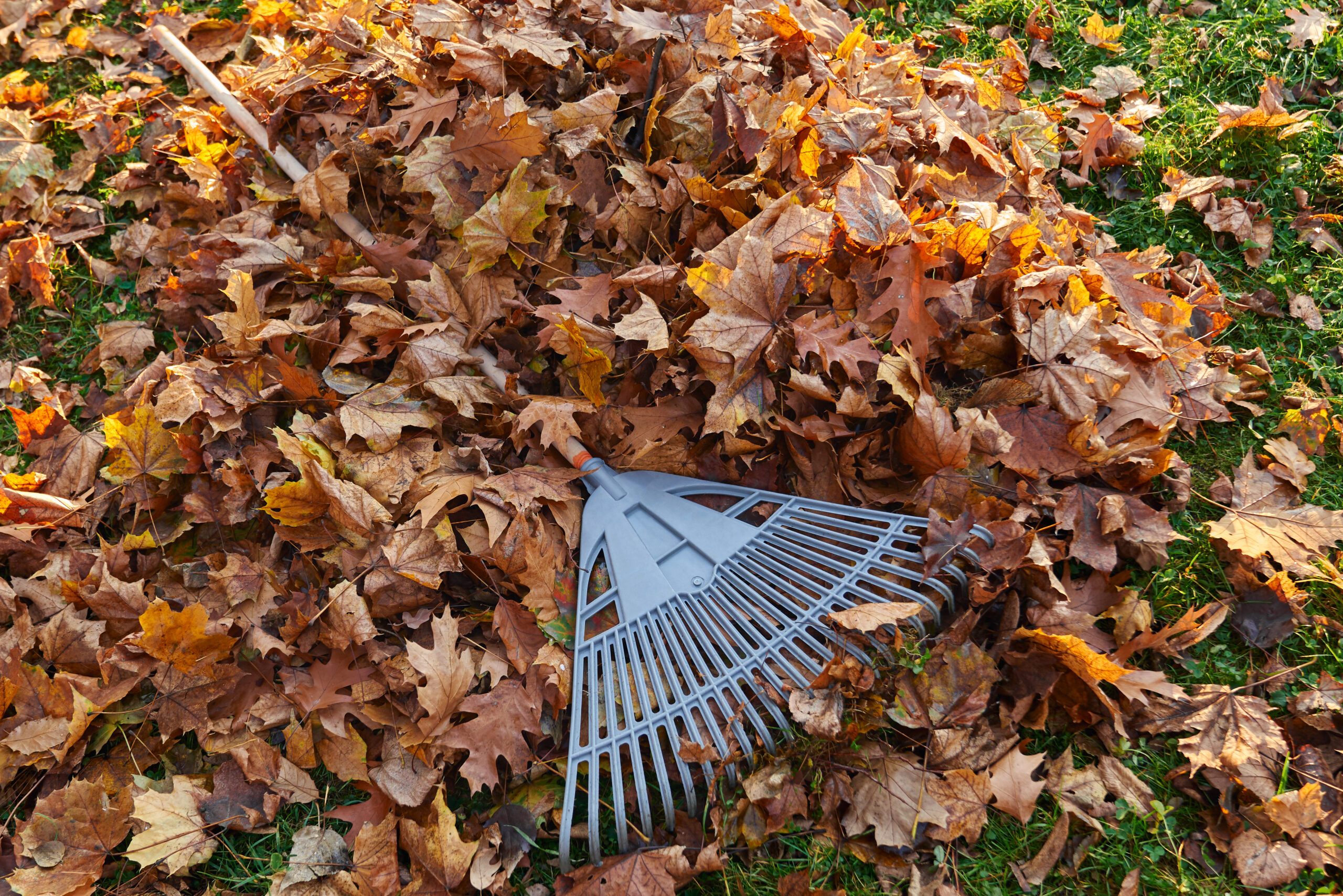 A Step-by-Step Guide to Cleaning with Leaf Vacuum